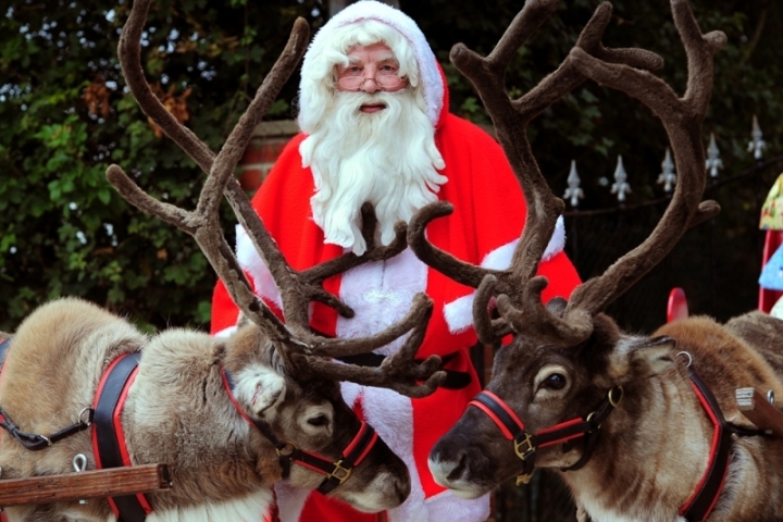 Christmas Reindeer Hire